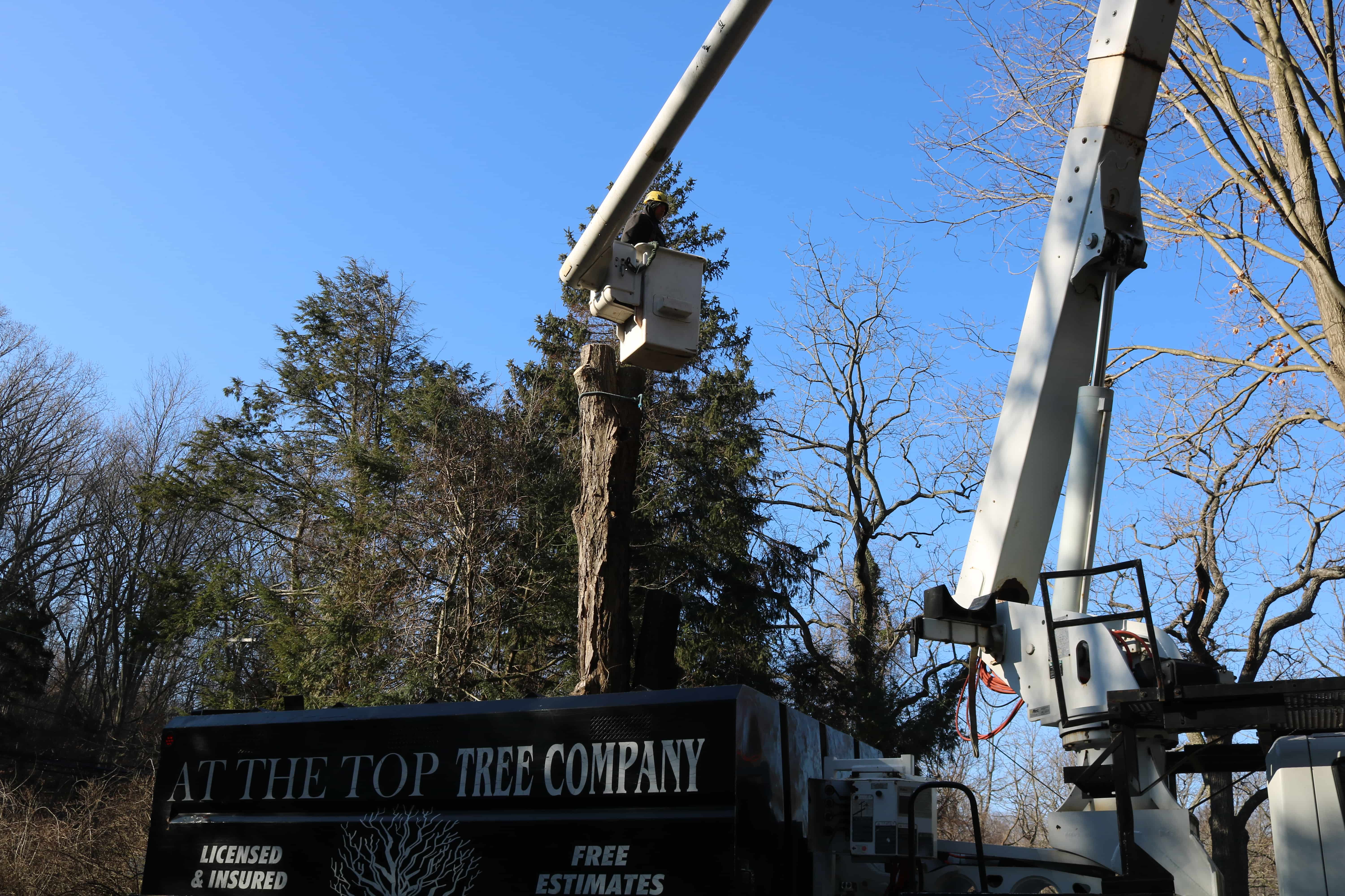Tree Removal Long Island NY | At The Top Tree Service Corp