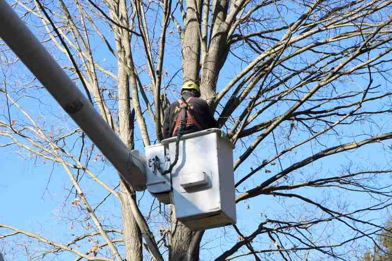 Tree Removal Long Island NY from at the top tree service