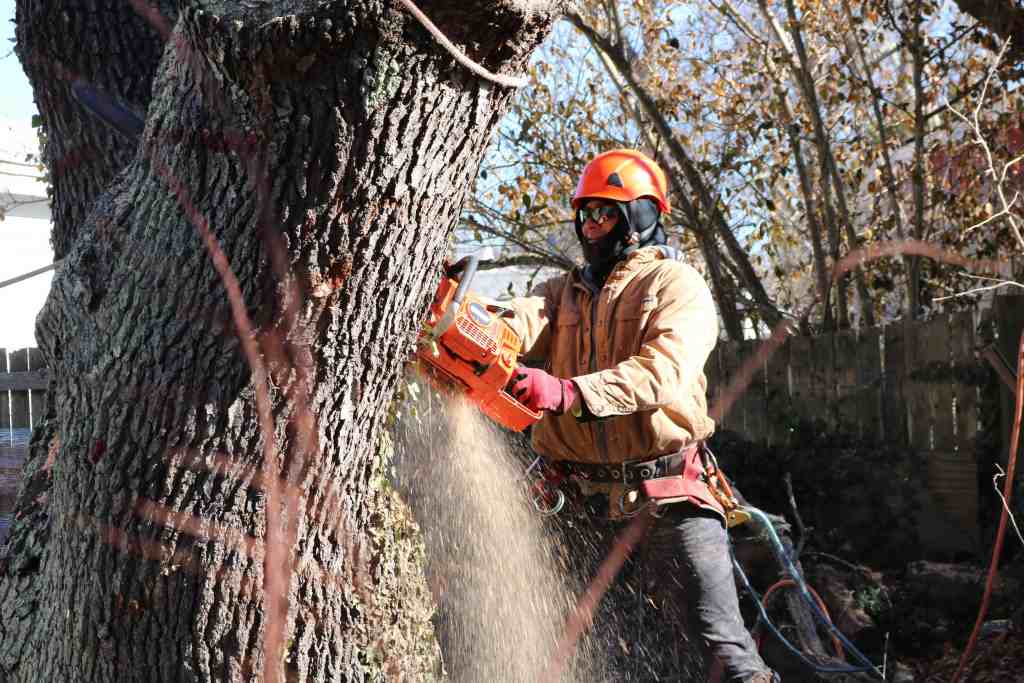 removing a 24+ inch tree with an echo chainsaw from at the top tree service