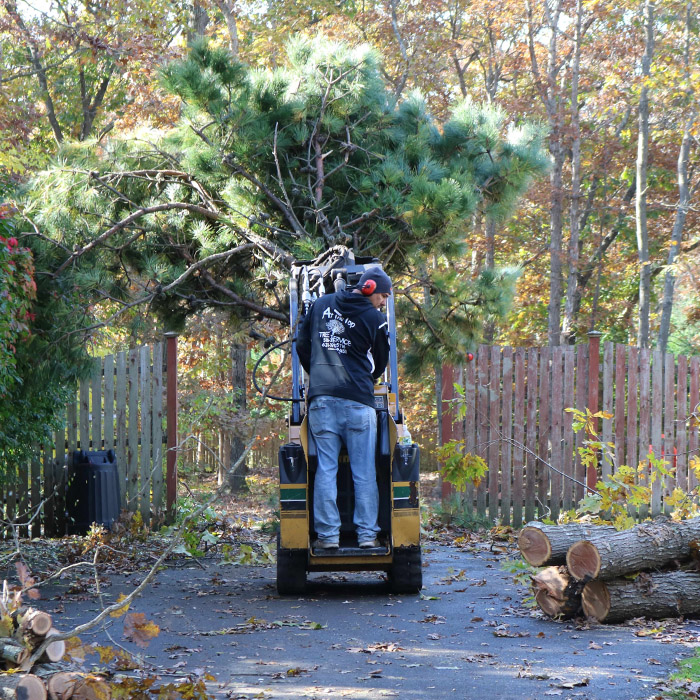 cleaning up a tree removal service with a vermeer mini skid from at the top tree service