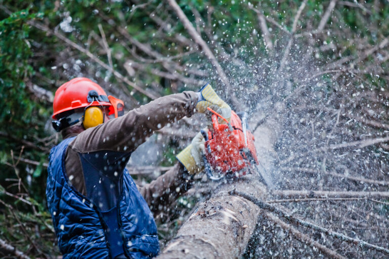 cleaning up a fallen pine tree during a tree removal service job
