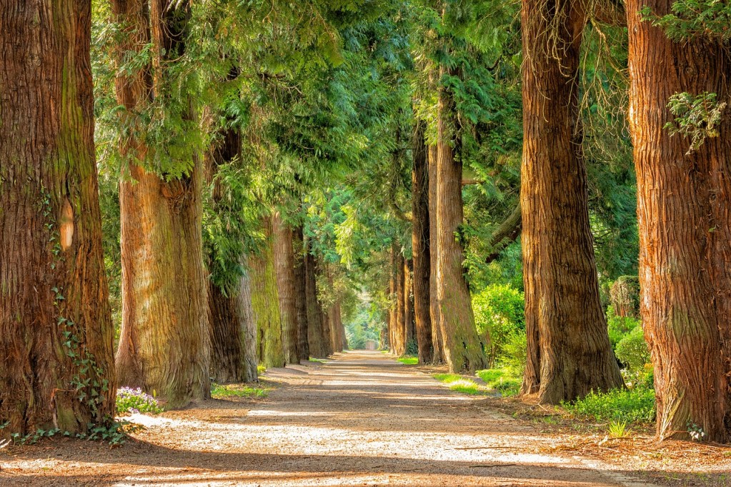 pathway with trees lined up | At The Top Tree Service Corp pathway with trees lined up
