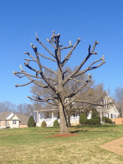 Tree Crown Reduction Long Island NY by at the top tree service corp