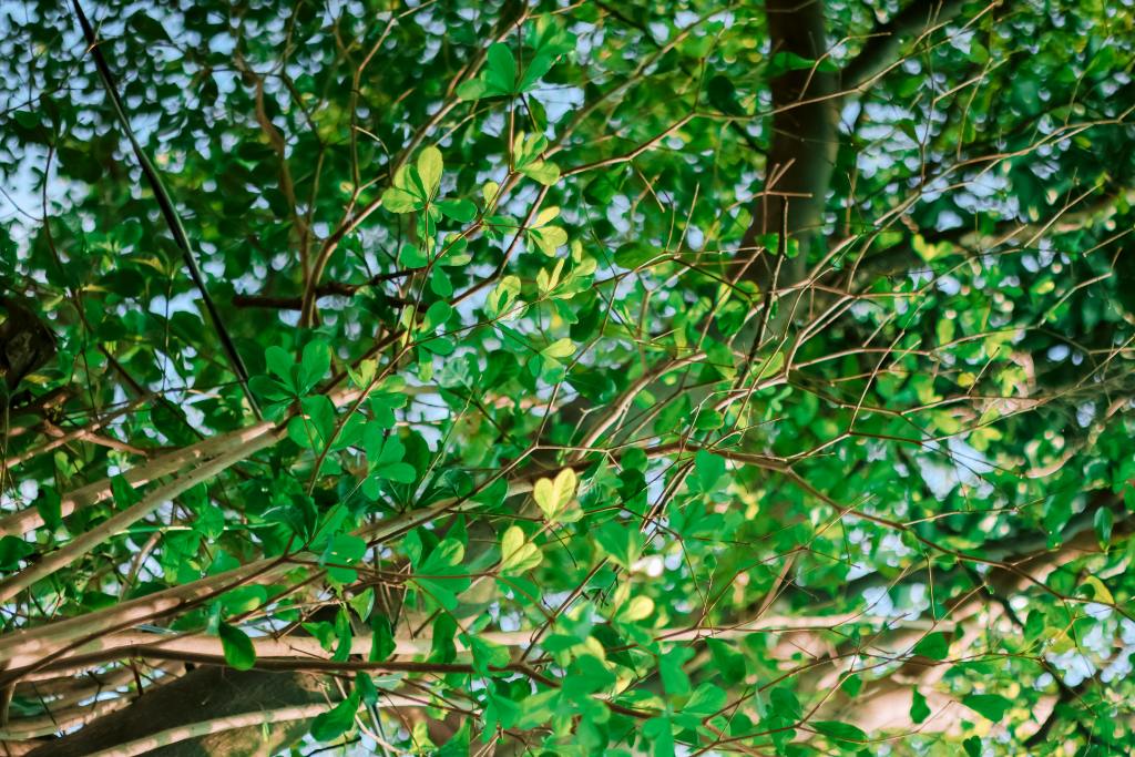 tree health importance