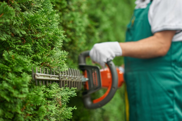 tree trimming and shaping with a hedge trimmer