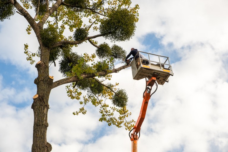 Tree Trimming Long Island NY provided by at the top tree service corp using a boom lift