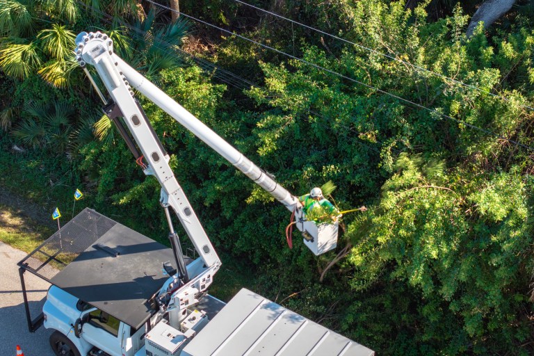 local tree cable and bracing services long island ny from at the top tree service corp